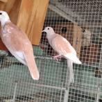 Prachtige koppel jonge Lachduiven, Dieren en Toebehoren, Vogels | Duiven
