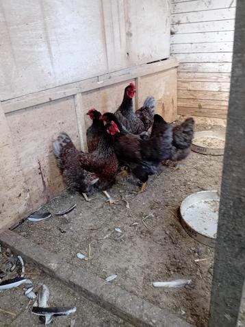 Broedeieren Barnevelders goud blauw groothoender, Dieren en Toebehoren, Pluimvee, Meerdere dieren, Kip