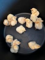 Jonge poule de bresse kuikens, Dieren en Toebehoren, Pluimvee, Geslacht onbekend, Kip