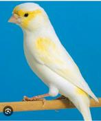 1 femelle mosaïque jaune pure race superbe vacciné, Animaux & Accessoires, Plusieurs animaux, Bagué