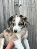 Leuke border collie puppy’s, Dieren en Toebehoren, CDV (hondenziekte), België, Fokker | Hobbymatig, 8 tot 15 weken