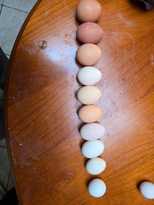 Broedeitjes mix te koop, Dieren en Toebehoren, Pluimvee, Kip, Geslacht onbekend