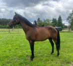 Grote Bwp Draagmerrie of gezelschaps paard, Dieren en Toebehoren, Merrie
