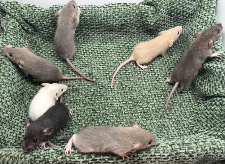 Dwergratjes dumbo beschikbaar voor reservatie, Dieren en Toebehoren, Knaagdieren, Meerdere dieren, Rat, Oktober