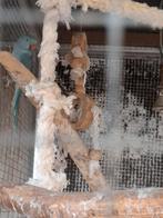 Halsbandparkieten, Dieren en Toebehoren