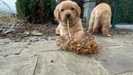 Mooie blonde/redfox Labrador pups, Parvo, België, Fokker | Hobbymatig, 8 tot 15 weken
