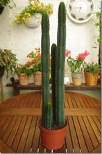 Zuilcactus (vierling), Ophalen, Cactus, Volle zon, Minder dan 100 cm