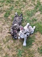 Franse bulldog puppy's, Dieren en Toebehoren, België, CDV (hondenziekte), 8 tot 15 weken, Meerdere