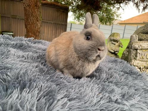 Kleurdwerg isabella ram, Dieren en Toebehoren, Konijnen, Dwerg, Mannelijk