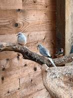 4 diamantduifjes, Dieren en Toebehoren