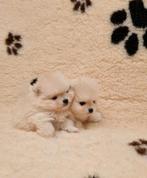 Pomeranian-dwergkees pups ouders aanwezig, België, Fokker | Hobbymatig, Keeshond, CDV (hondenziekte)