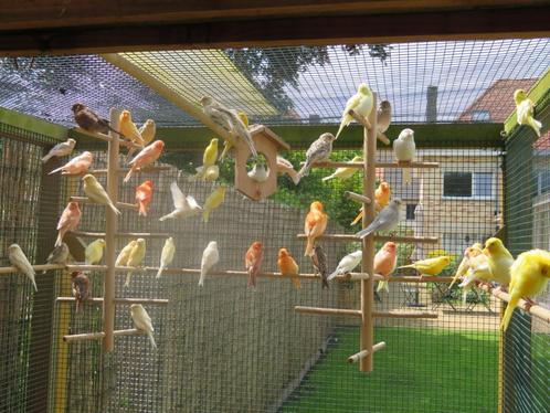 Des canaris magnifiques, bien entretenus et robustes !, Animaux & Accessoires, Oiseaux | Canaris