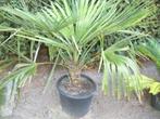 WINTERHARDE PALMBOMEN, Tuin en Terras, Planten | Bomen, Ophalen, Halfschaduw, Minder dan 100 cm, Zomer