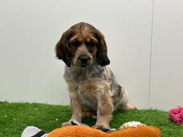 Engelse Cocker x Kooikerhondje pups beschikbaar voor biedingen