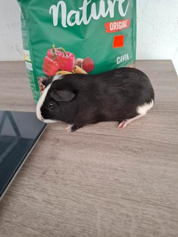 Cuy pig beschikbaar voor biedingen