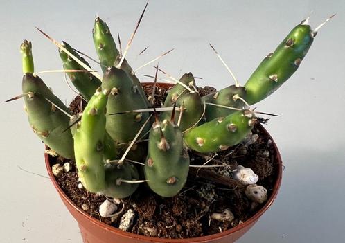 Tephrocactus Glomerata, Huis en Inrichting, Kamerplanten, Cactus, Minder dan 100 cm, Verzenden
