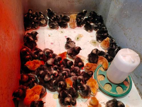 Kuikens Mechelse Koekoek en Rhode Island Red, Dieren en Toebehoren, Pluimvee