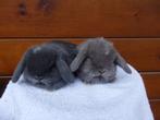 minilop, koppeltje, Dieren en Toebehoren, Konijnen, Meerdere dieren, Dwerg, Hangoor, 0 tot 2 jaar