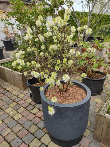 Fothergilla intermedia 'Sea Spray' in pot beschikbaar voor biedingen