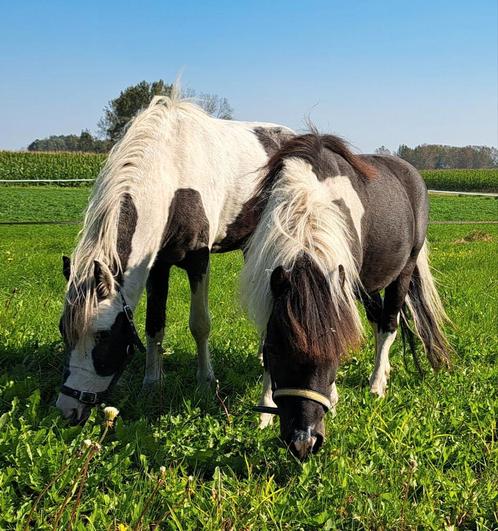 Nmprs hengstje en nmprs amha hengstje, Dieren en Toebehoren, Pony's