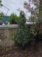 Prunus lusitanica/portugese laurier 200cm, Tuin en Terras, Ophalen, Laurier