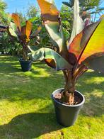Ensete ventricosum maurelli, Tuin en Terras, Bloembollen en Zaden, Ophalen