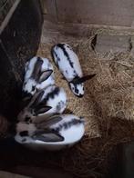 Lotharingers, Plusieurs animaux, Grand, 0 à 2 ans