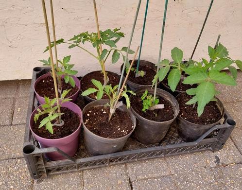 Cherry tomaten trostomaten  mint plant  walnootboom, Tuin en Terras, Planten | Tuinplanten, Ophalen