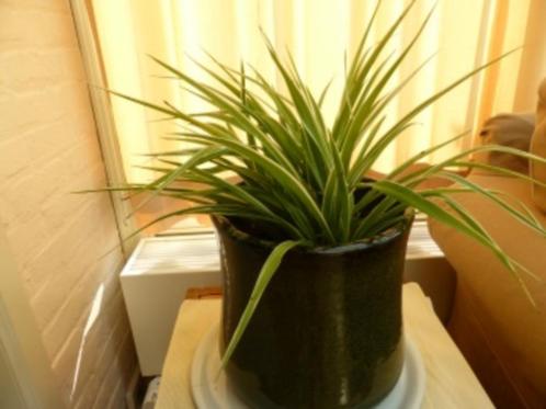 Kamerplant. Graslelie, spinnenplant. Luchtzuiverend., Huis en Inrichting, Kamerplanten, Overige soorten, Minder dan 100 cm, Bloeiende kamerplant