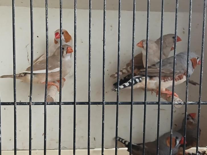 Zebravinken ( grote...grijs,isabel, bruin..., Dieren en Toebehoren, Vogels | Overige Vogels, Tropenvogel, Meerdere dieren