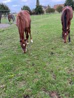 Springpaard veulens, Dieren en Toebehoren, Paarden