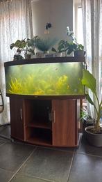Aquarium 150x160x60, Dieren en Toebehoren, Ophalen, Gebruikt