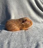 Cavia vrouwtje zalmagouti, Animaux & Accessoires, Rongeurs, Domestique, Septembre, Cobaye, Femelle