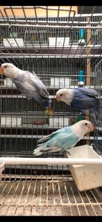Fischeries dwergpapagaais, Dieren en Toebehoren, Vogels | Parkieten en Papegaaien