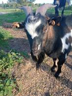 Geiten bok, Dieren en Toebehoren, Schapen, Geiten en Varkens, Mannelijk, Geit, 0 tot 2 jaar
