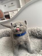 Chaton British Shorthair, Animaux & Accessoires, Chatte ou Chat, 0 à 2 ans