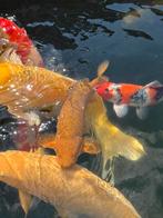 Chagoi japanse koi, Dieren en Toebehoren
