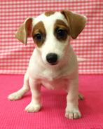 Super leuke Jack Russel pups!, Dieren en Toebehoren, Buitenland, Meerdere, Fokker | Professioneel, Jack Russell Terriër