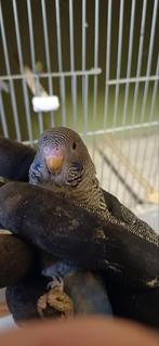 Blackface grasparkiet, Geslacht onbekend, Parkiet