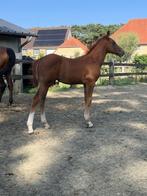 Don’t touch tiji hero x Nabab de Reve x Darco, Dieren en Toebehoren, Hengst
