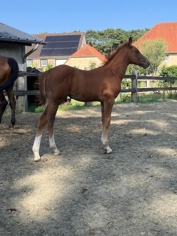 Don’t touch tiji hero x Nabab de Reve x Darco, Dieren en Toebehoren, Paarden, Hengst