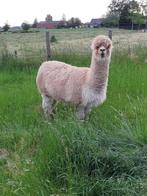 Te koop drachtige alpaca merrie., Dieren en Toebehoren, Juni, Vrouwelijk