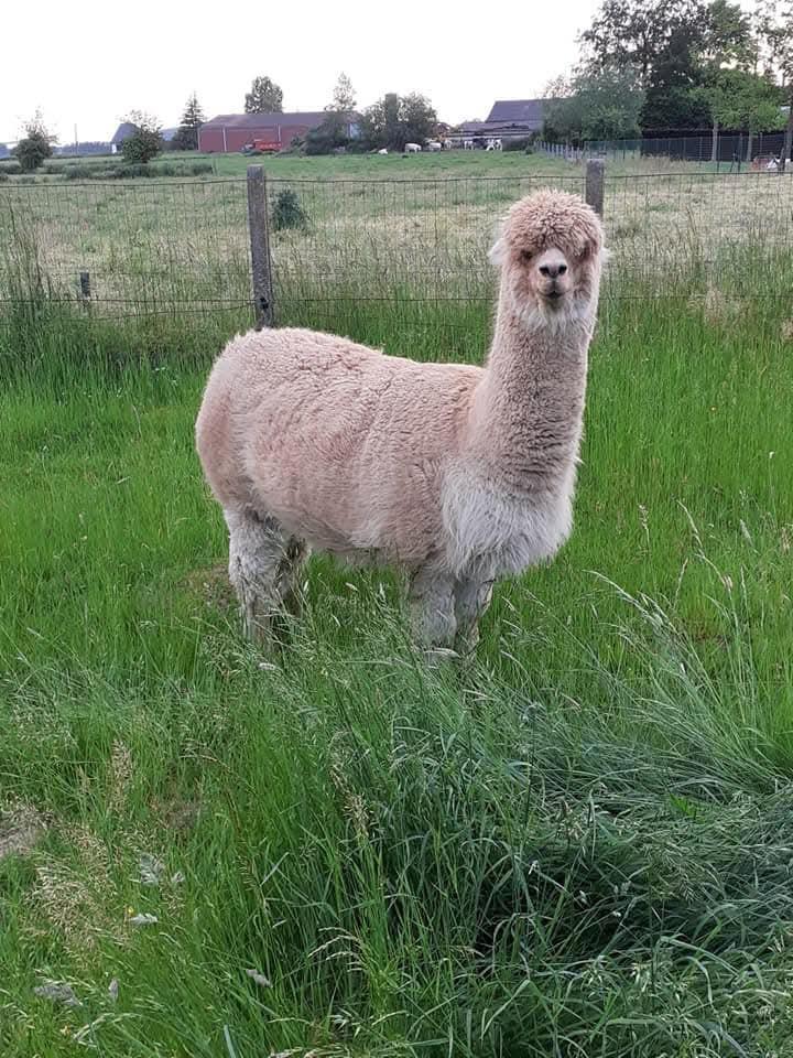 Te koop drachtige alpaca merrie., Dieren en Toebehoren, Overige Dieren, Vrouwelijk, Juni