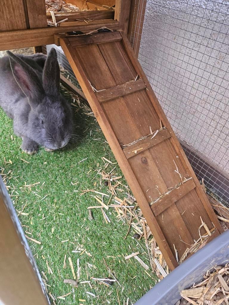 Sweek konijnen/cavia hok voor buiten 2 maanden oud, Ophalen, Hok, Konijn