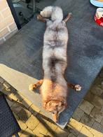 Écharpe en renard véritable, Vêtements | Femmes, Bonnets, Écharpes & Gants, Enlèvement, Écharpe