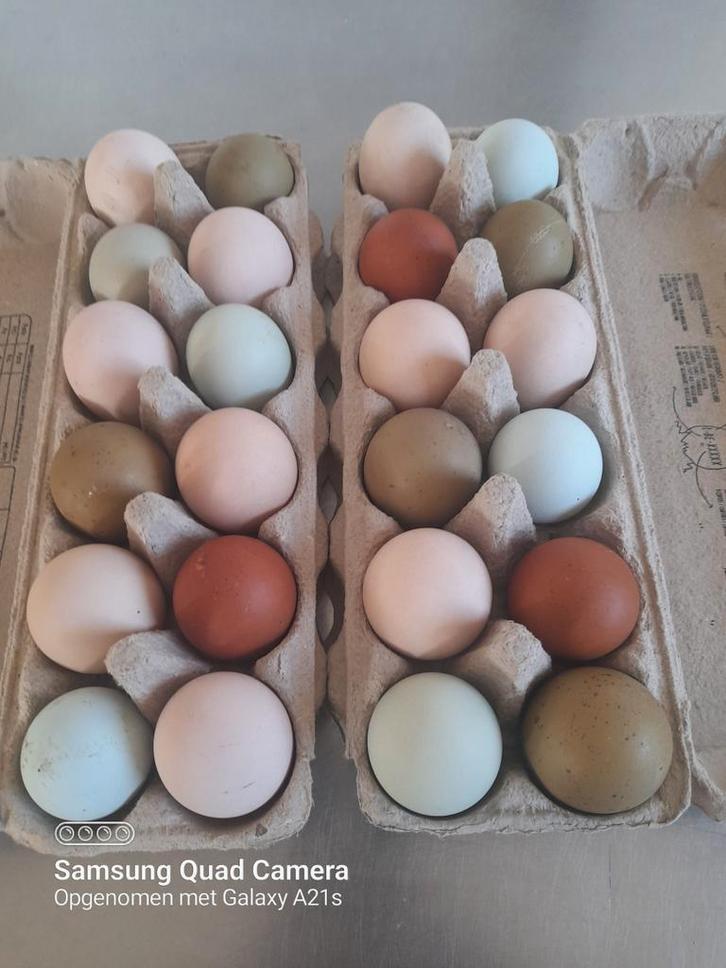 Broedeieren van kleurleggers, Dieren en Toebehoren, Pluimvee