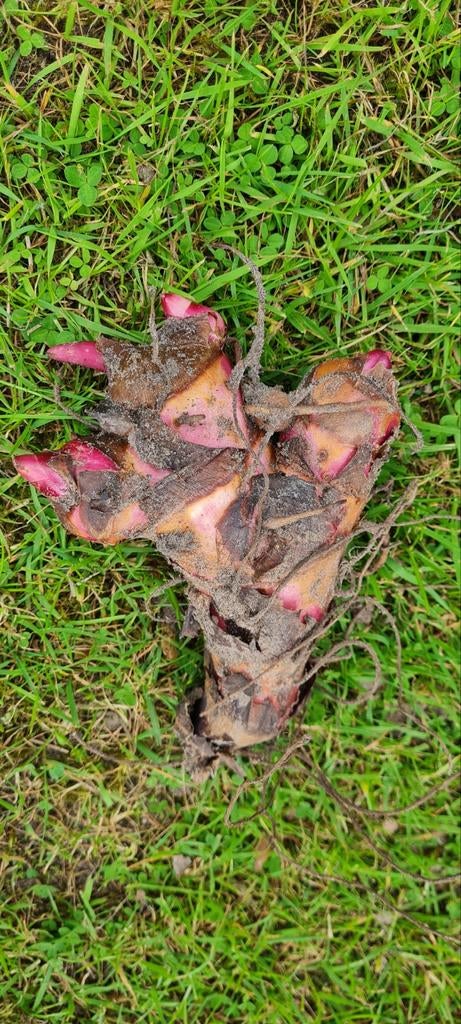 Canna musafolia var rubra, Ophalen of Verzenden