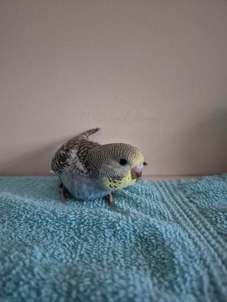 Grasparkiet, Dieren en Toebehoren, Geringd