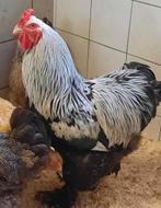 Brahma, Dieren en Toebehoren, Pluimvee, Meerdere dieren, Kip