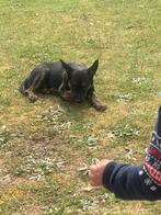 Mechelse herder puppy 3maanden, België, Particulier, Parvo, Reu